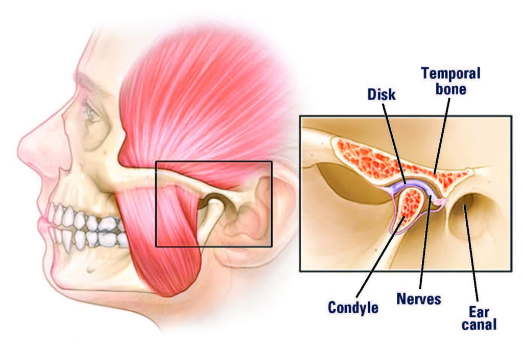 Tmj Basics The Tmj Association